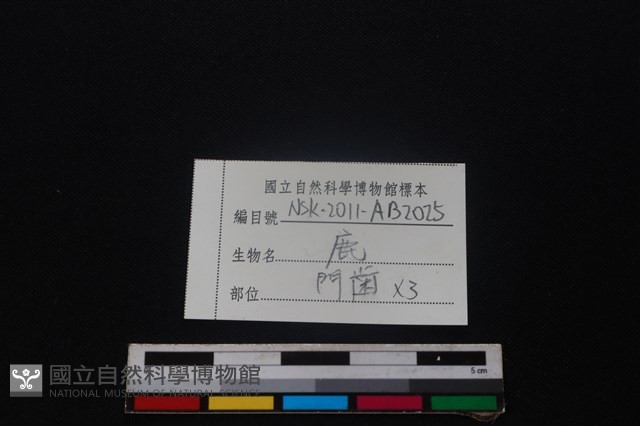 梅花鹿骨藏品圖，第3張