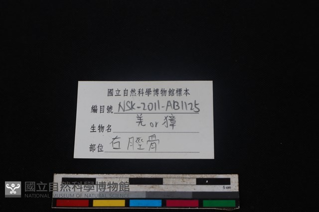 鹿科骨藏品圖，第3張