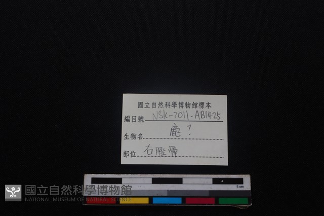 梅花鹿骨藏品圖，第3張