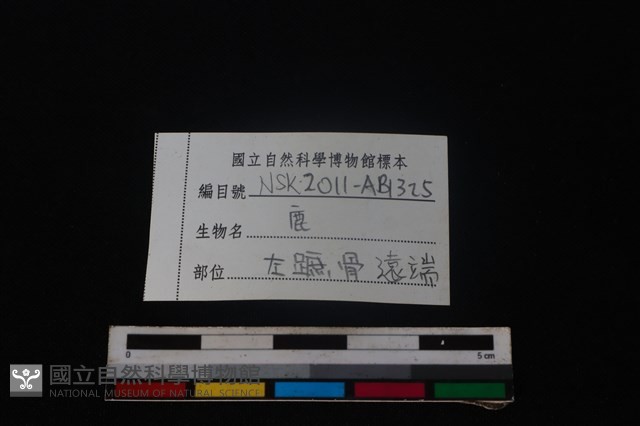 梅花鹿骨藏品圖，第3張