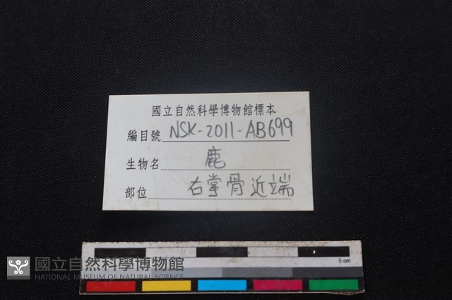 梅花鹿骨藏品圖，第3張
