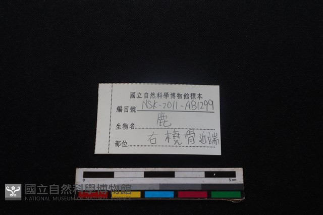 梅花鹿骨藏品圖，第3張