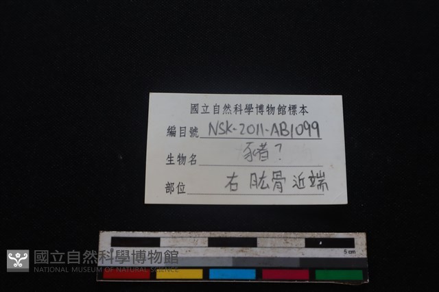 豬骨藏品圖，第3張