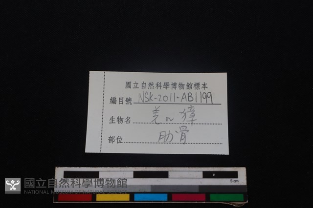 鹿科骨藏品圖，第3張