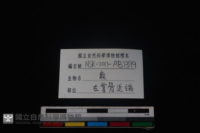梅花鹿骨藏品圖，第3張