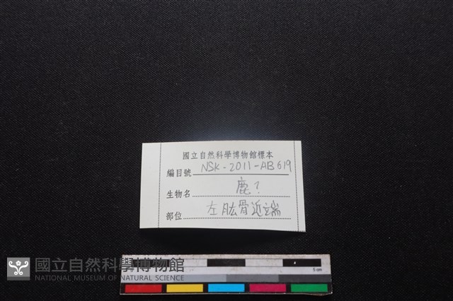 梅花鹿骨藏品圖，第3張