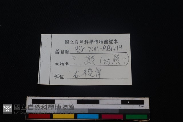 食肉目骨藏品圖，第3張