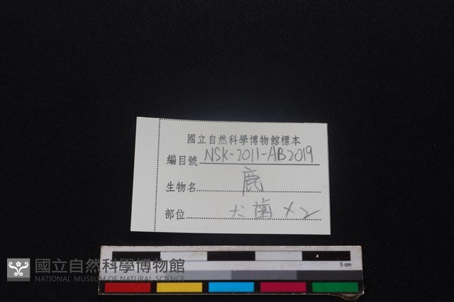 梅花鹿骨藏品圖，第3張