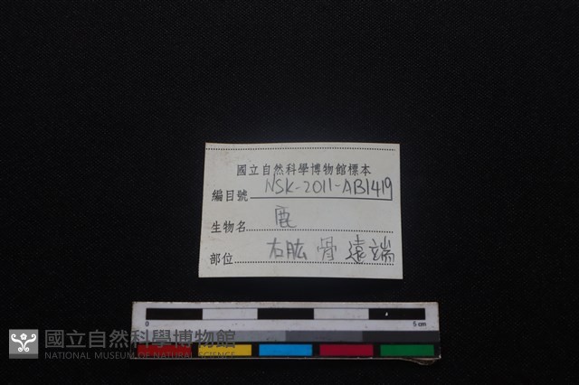 梅花鹿骨藏品圖，第3張