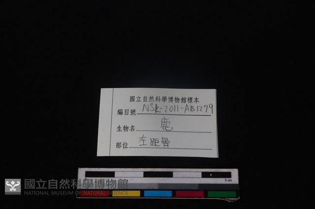 梅花鹿骨藏品圖，第3張