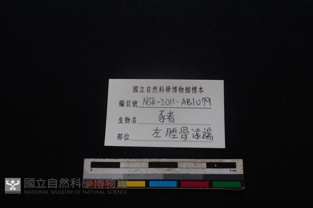 豬骨藏品圖，第3張