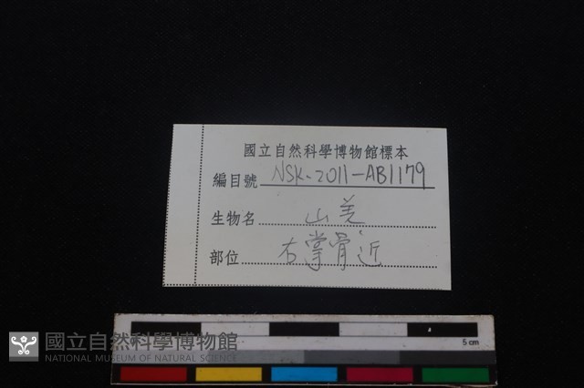 山羌骨藏品圖，第3張
