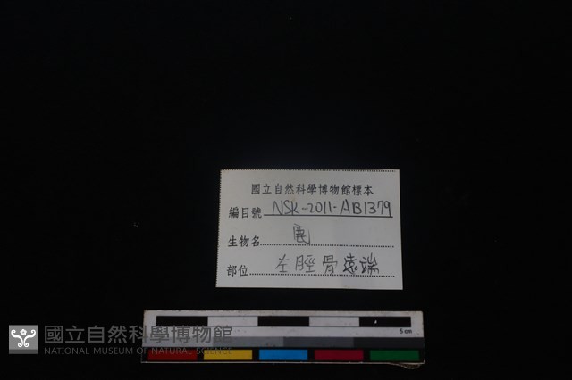 梅花鹿骨藏品圖，第3張