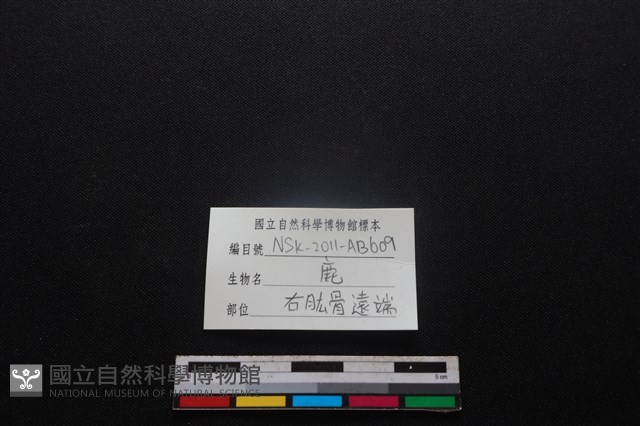 梅花鹿骨藏品圖，第3張