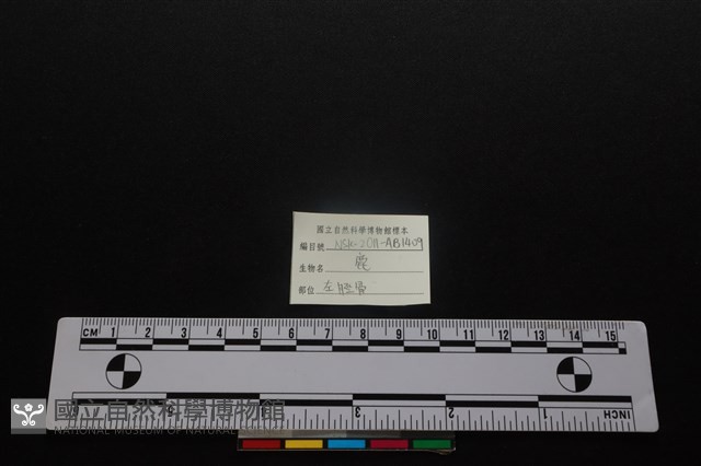 梅花鹿骨藏品圖，第3張