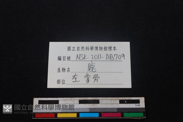 梅花鹿骨藏品圖，第3張