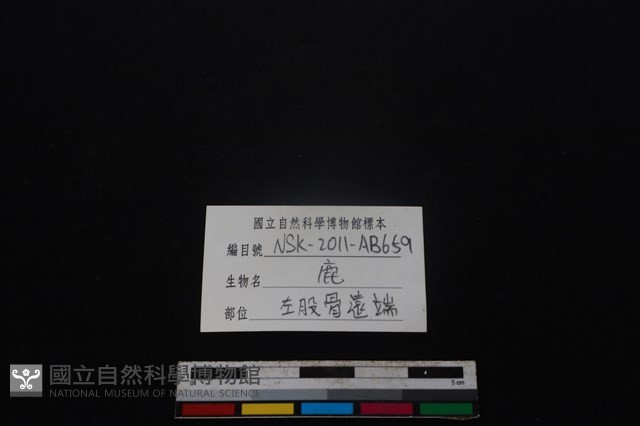 梅花鹿骨藏品圖，第3張