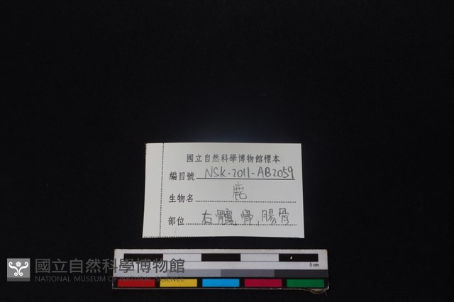 梅花鹿骨藏品圖，第3張