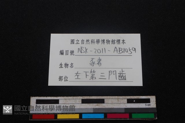 豬骨藏品圖，第3張
