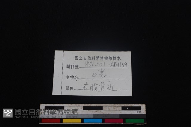 山羌骨藏品圖，第3張