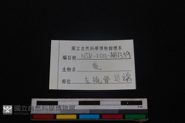 梅花鹿骨藏品圖，第3張