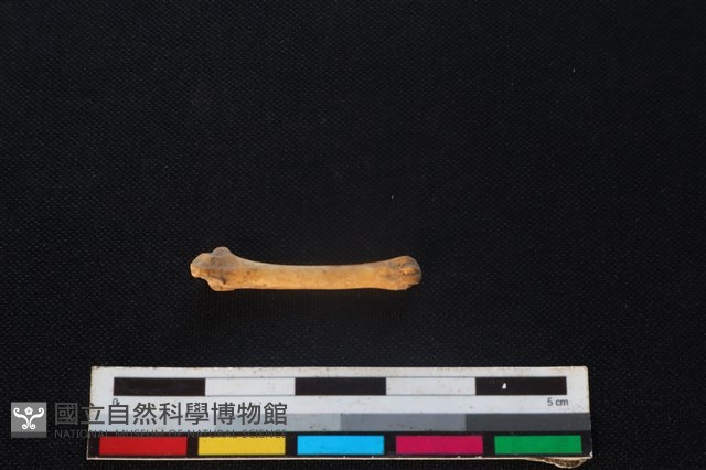 野兔骨藏品圖，第3張