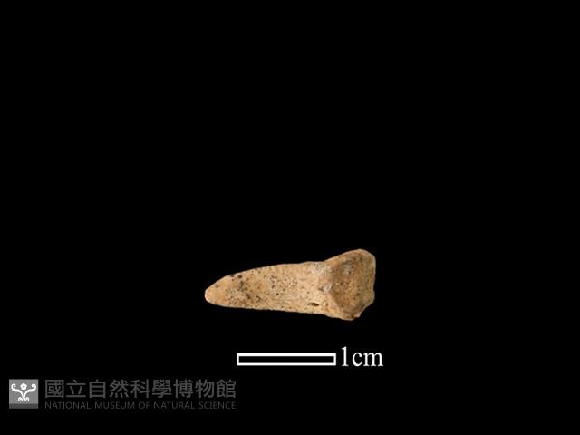 獐骨藏品圖，第3張