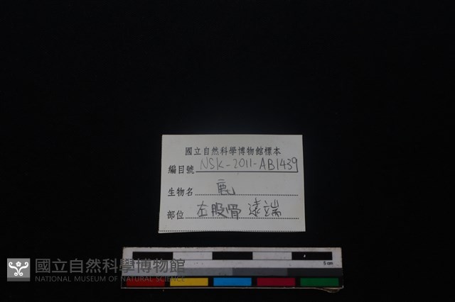 梅花鹿骨藏品圖，第3張