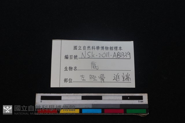 梅花鹿骨藏品圖，第3張