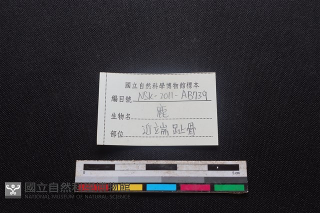 梅花鹿骨藏品圖，第3張
