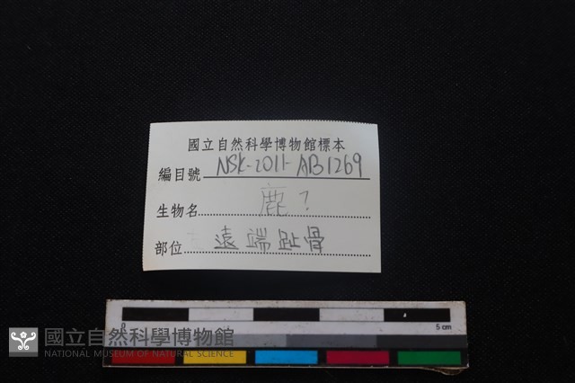 梅花鹿骨藏品圖，第3張