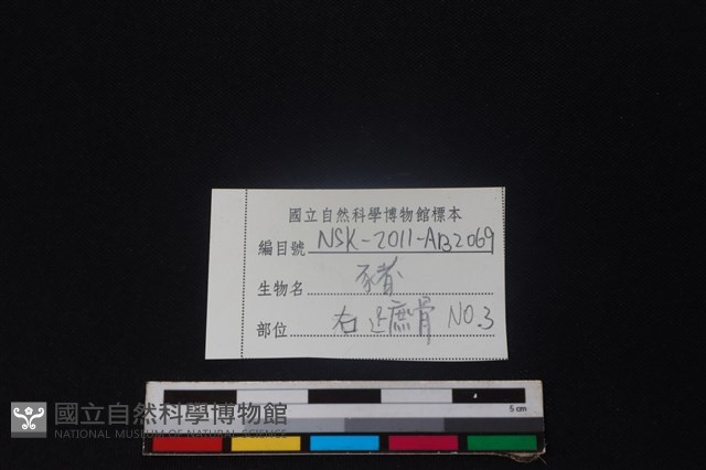 豬骨藏品圖，第3張