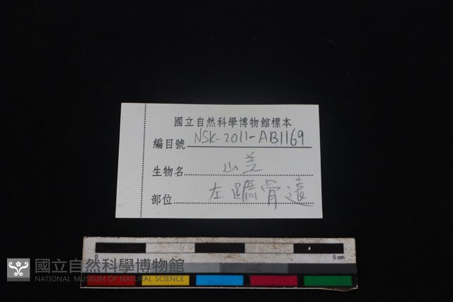 山羌骨藏品圖，第3張