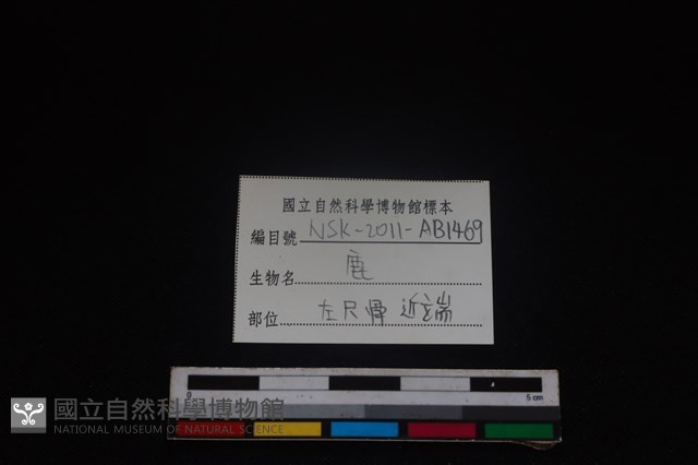 梅花鹿骨藏品圖，第3張