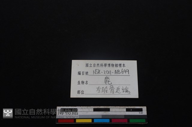梅花鹿骨藏品圖，第3張