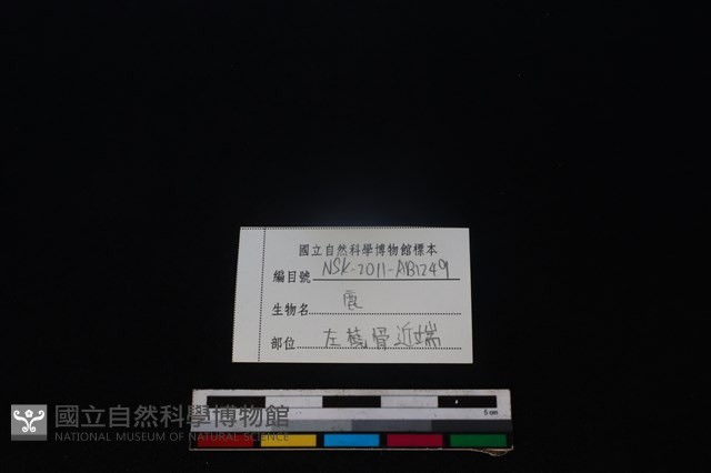 梅花鹿骨藏品圖，第3張