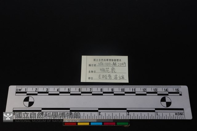 梅花鹿骨藏品圖，第3張