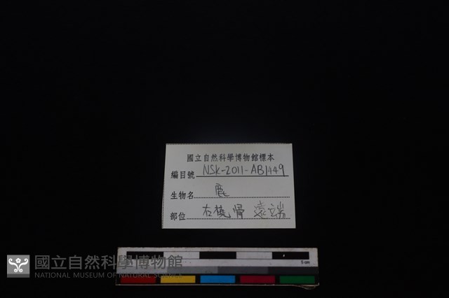 梅花鹿骨藏品圖，第3張