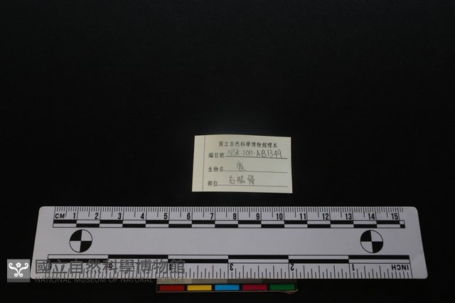 梅花鹿骨藏品圖，第3張