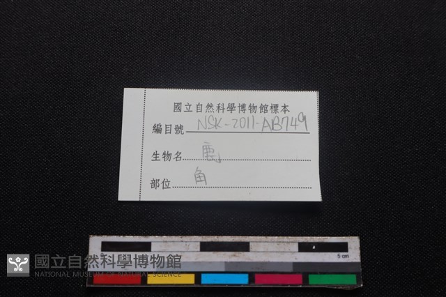 梅花鹿骨藏品圖，第3張