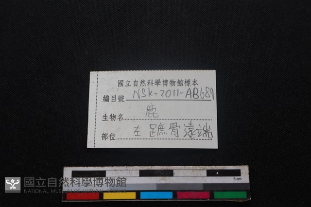 梅花鹿骨藏品圖，第3張
