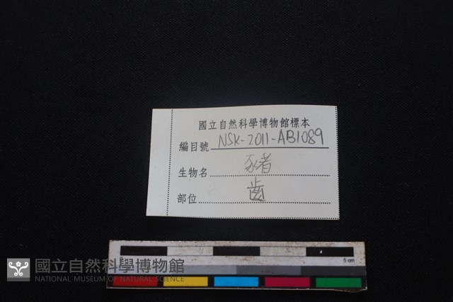 豬骨藏品圖，第3張