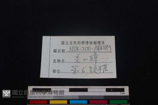 鹿科骨藏品圖，第3張