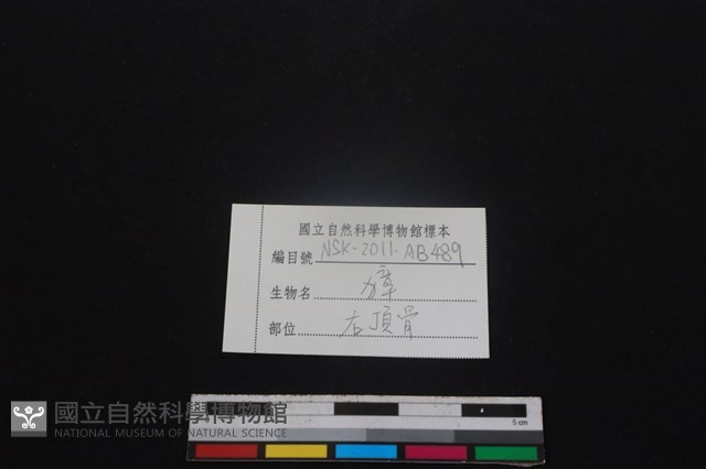 獐骨藏品圖，第3張