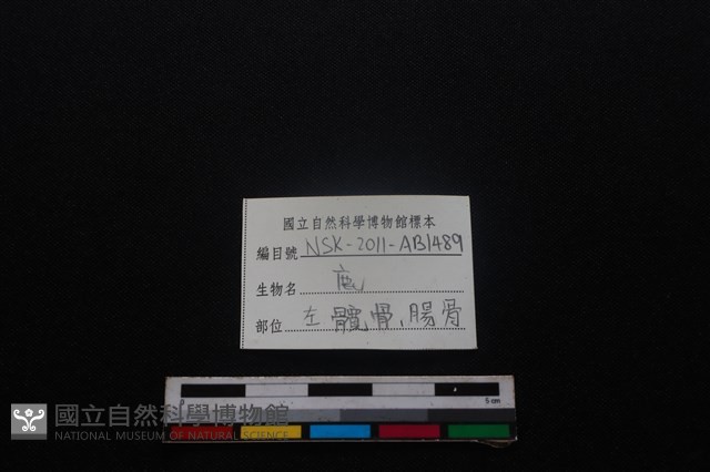 梅花鹿骨藏品圖，第3張