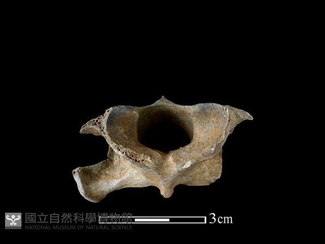 鹿科骨藏品圖，第1張