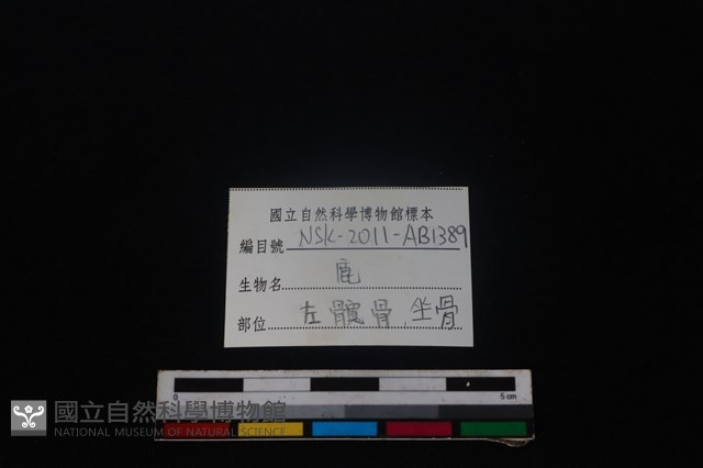 梅花鹿骨藏品圖，第3張