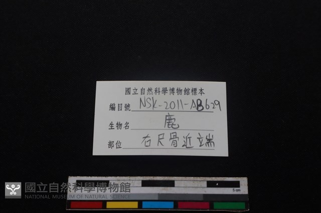 梅花鹿骨藏品圖，第3張