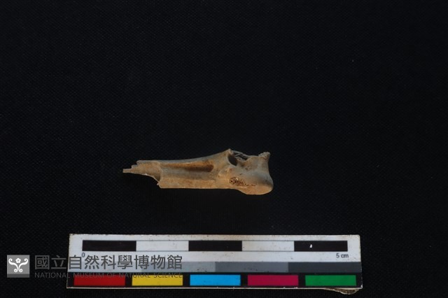 環頸雉骨藏品圖，第3張