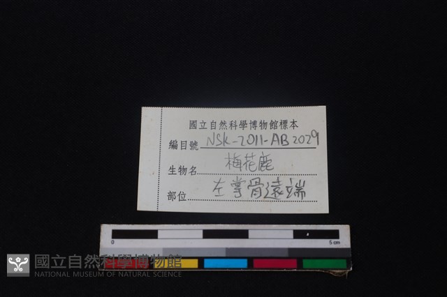 梅花鹿骨藏品圖，第3張
